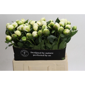 Paeonia Bridal Shower