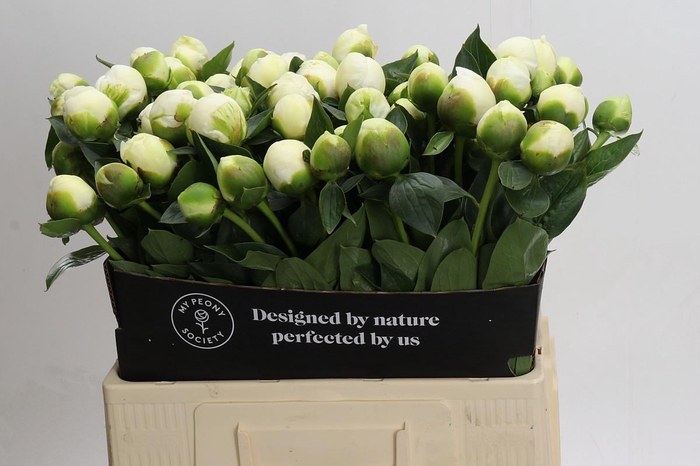 <h4>Paeonia Lact. Bridal  Shower</h4>