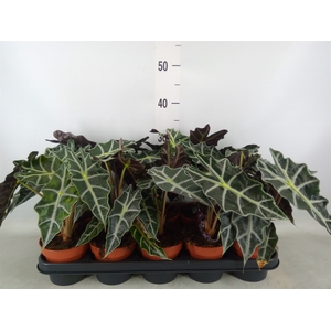 Alocasia amazonica 'Polly'
