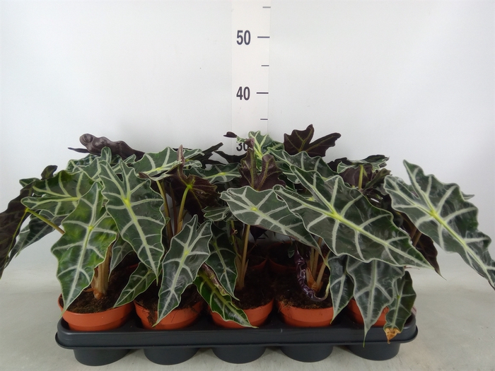 <h4>Alocasia amazonica 'Polly'</h4>