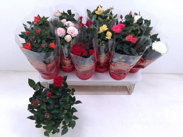 <h4>RO FAV RO GEM 6 SRT</h4>