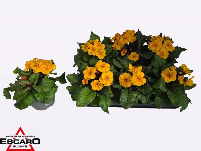 <h4>PRIM EL ST GELB</h4>