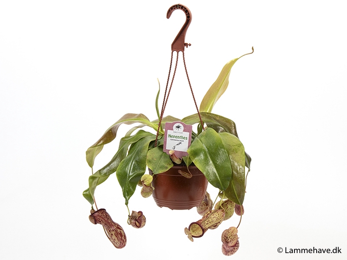<h4>NEPENTHES-HYBRIDER P15 NR 175</h4>