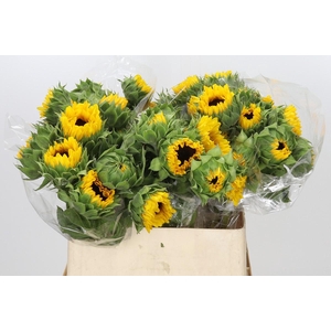Helianthus Orange Fire