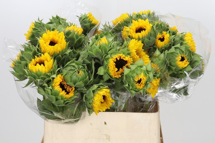 <h4>Helianthus Orange Fire</h4>