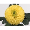 CHR G YELLOW BORIS B