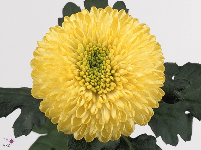 CHR G YELLOW BORIS B