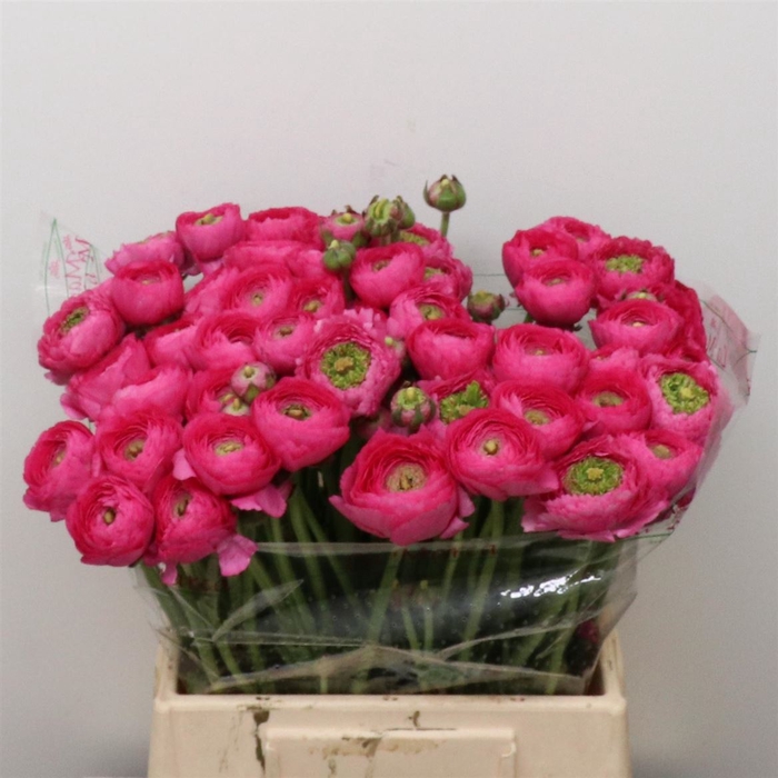 <h4>Ran Su Sr Laser Hot Pink Extra</h4>