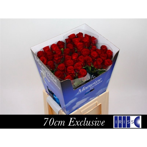 <h4>R Gr Red Naomi! Exclusive 70cm</h4>