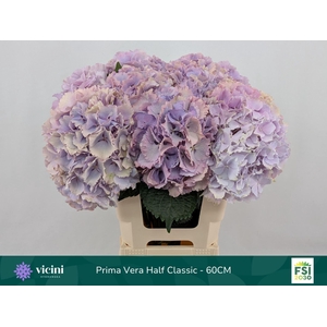 HYDRANGEA  'MY BEAU PRIMAVER'