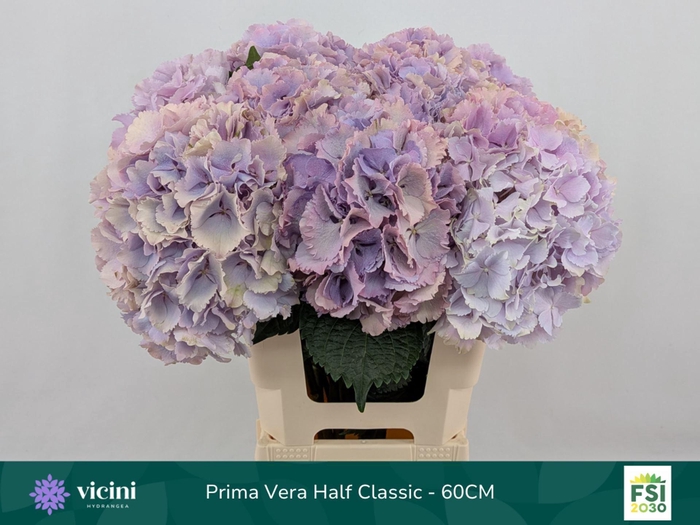 <h4>HYDRANGEA  'MY BEAU PRIMAVER'</h4>