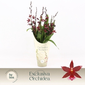 Barrocco Red, 7+ spike 65+ cm 'Exclusiva Orchidea' Potcover