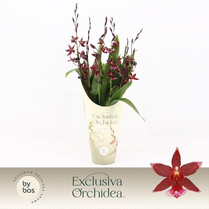 <h4>Barrocco Red, 7+ spike 65+ cm 'Exclusiva Orchidea' Potcover</h4>