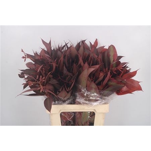 Euca Robusta Red Per Bunch