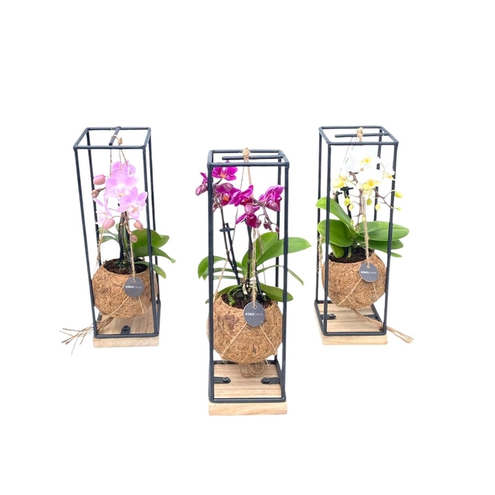 <h4>ARR ORCHIDEE</h4>