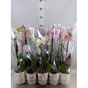 Phalaenopsis   ...mix
