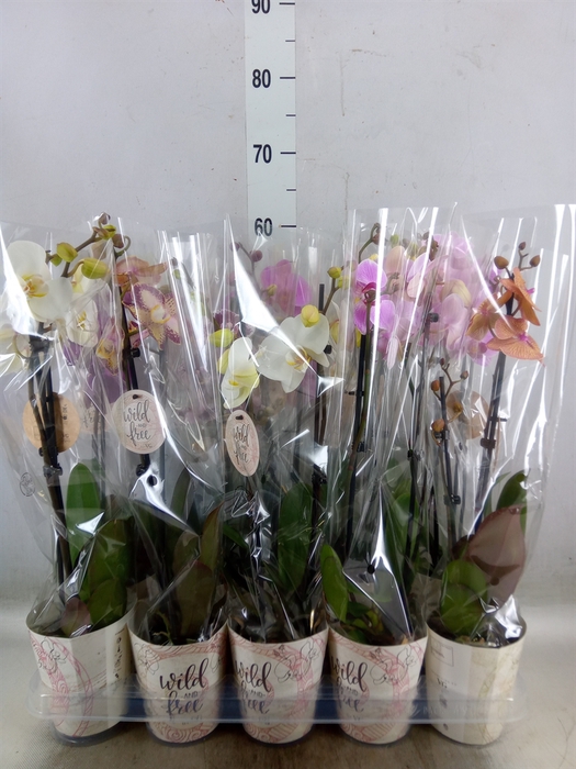 <h4>Phalaenopsis   ...mix</h4>