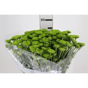 SANT KIWI GREEN 070 CM