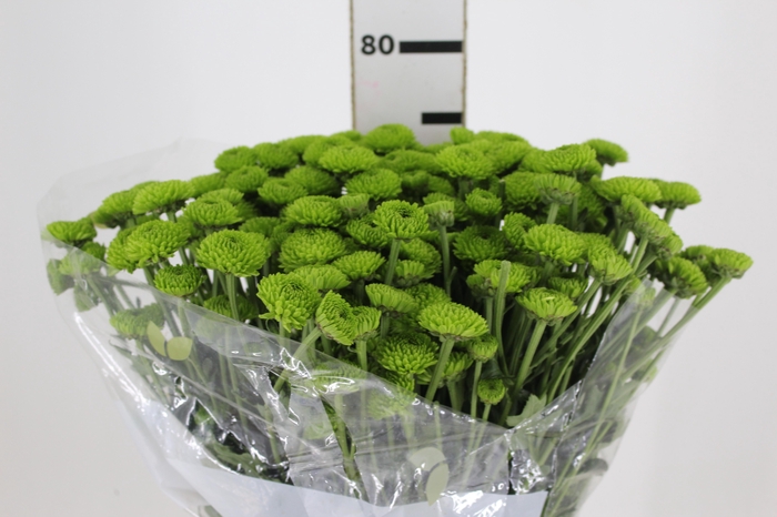 SANT KIWI GREEN 070 CM