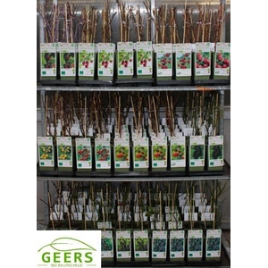 arr8 Rubus Idaeus Mixk 1 Soort Per Tray