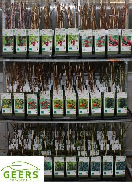<h4>Rubus Idaeus Mixk 1 Soort Per Tray</h4>