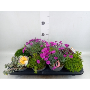 Vaste pltn   ...       [Perennials]