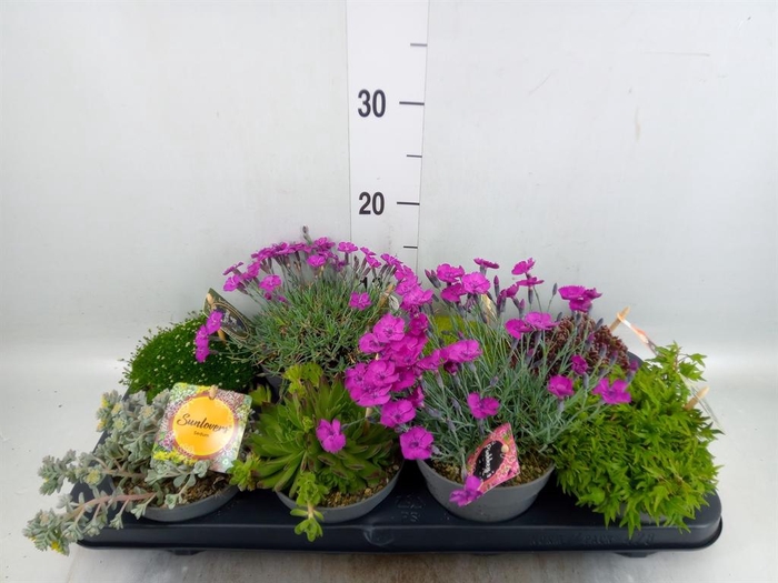 <h4>Vaste pltn   ...       [Perennials]</h4>