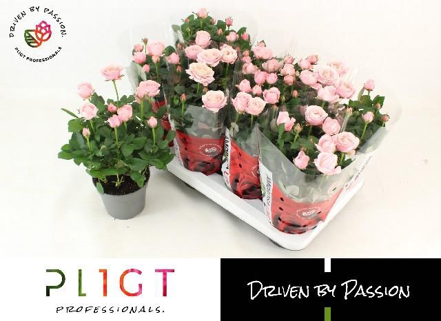 <h4>RO INF PRINCESS</h4>