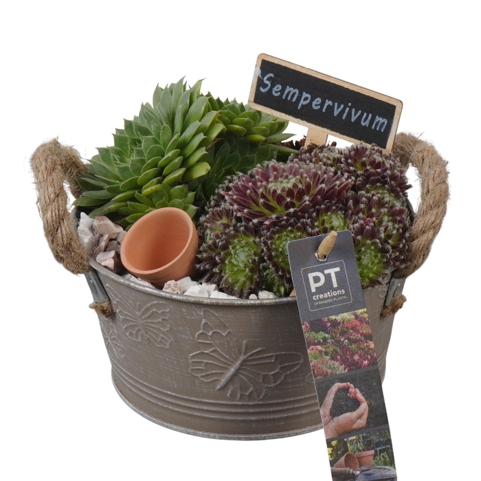 <h4>PTS7301 Arrangement Sempervivum in metalen pot</h4>
