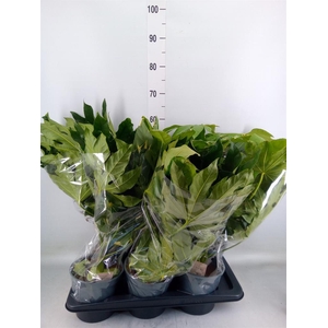 Fatsia japonica 'Variegata'