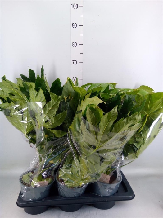 <h4>Fatsia japonica 'Variegata'</h4>
