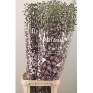 DELPH EL DEWI FLAMINGO PINK*