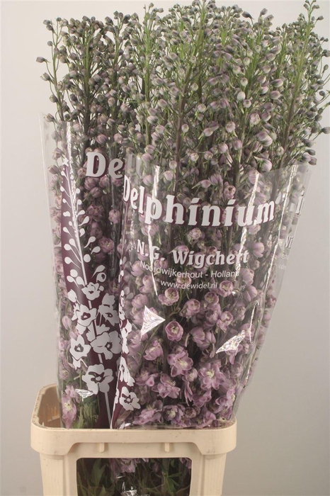 <h4>DELPH EL DEWI FLAMINGO PINK*</h4>