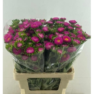 CALLIS MATS PINK