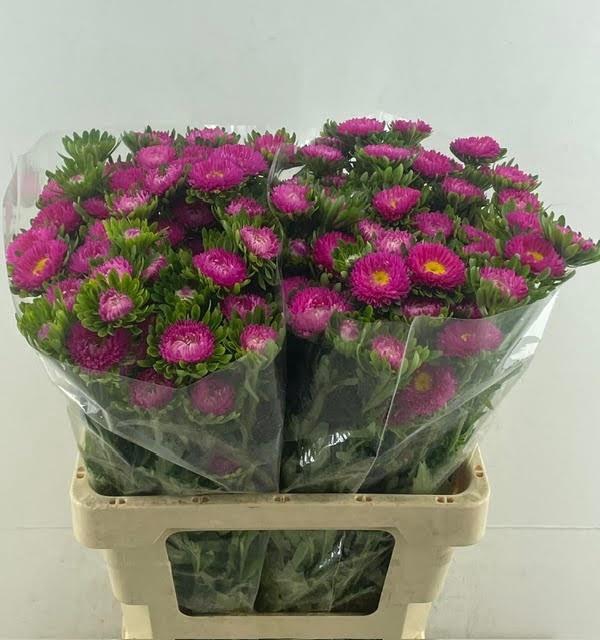 <h4>CALLIS MATS PINK</h4>