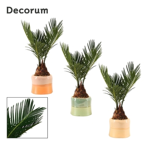 Cycas Revoluta 6 cm Decorum, 3+ veren in Evita (Craft world-col