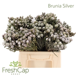 Brunia laevis
