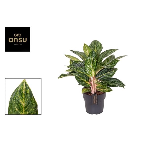 <h4>Aglaonema Peach Pearl</h4>