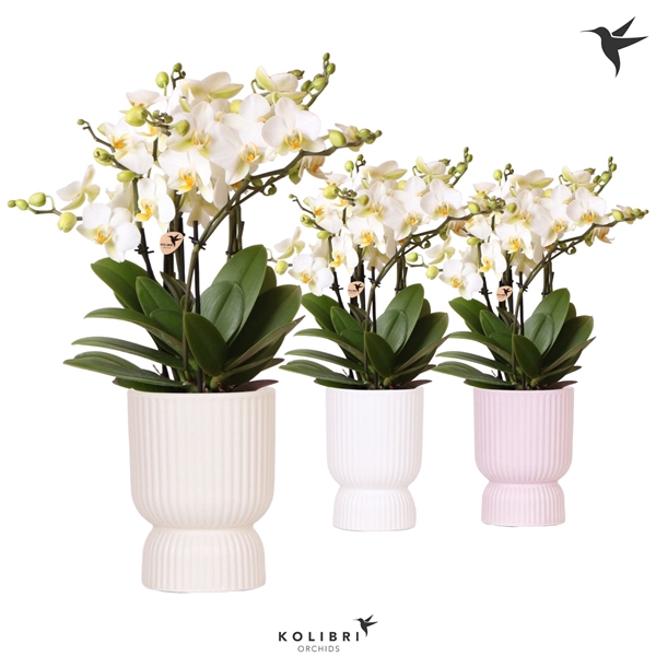 <h4>Phalaenopsis Multifloratypes Anthura Lausanne</h4>