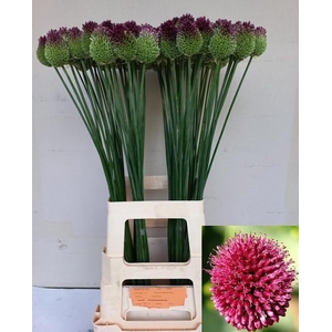 Allium Sphaerocephal