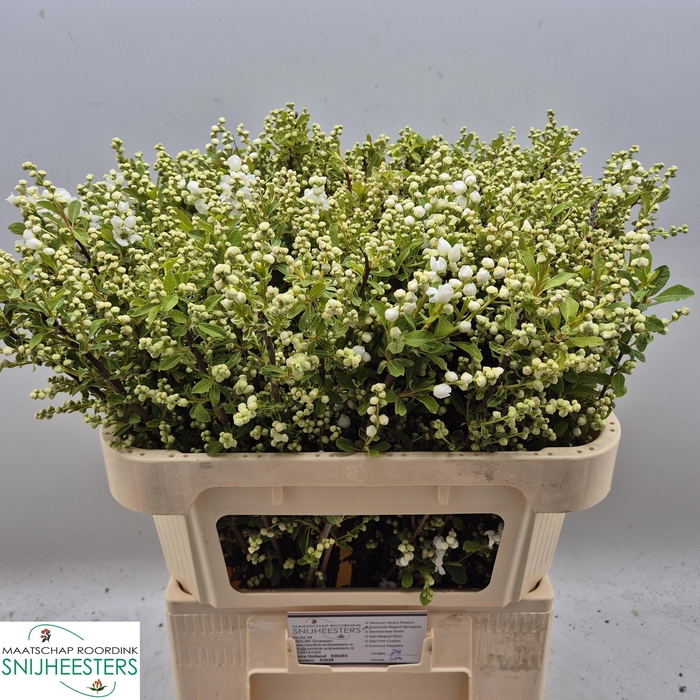 <h4>EXOC MAG SPRINGTIME</h4>