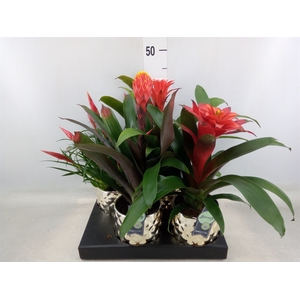 Bromelia   ...mix