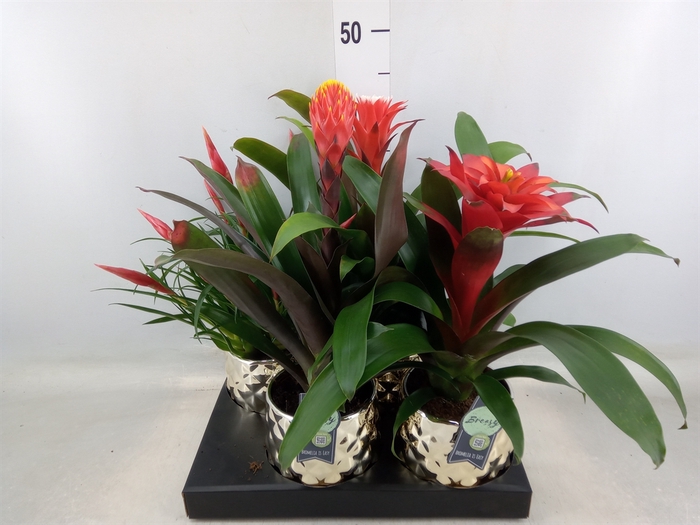 <h4>Bromelia   ...mix</h4>