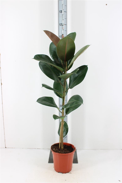 Ficus Elastic Robusta P21