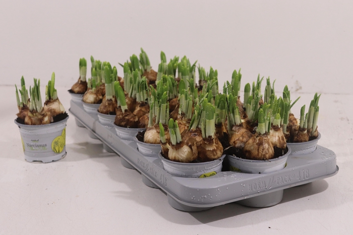 <h4>NARC O TETE A TETE</h4>