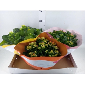 Kalanchoe blos.   ..mix 5