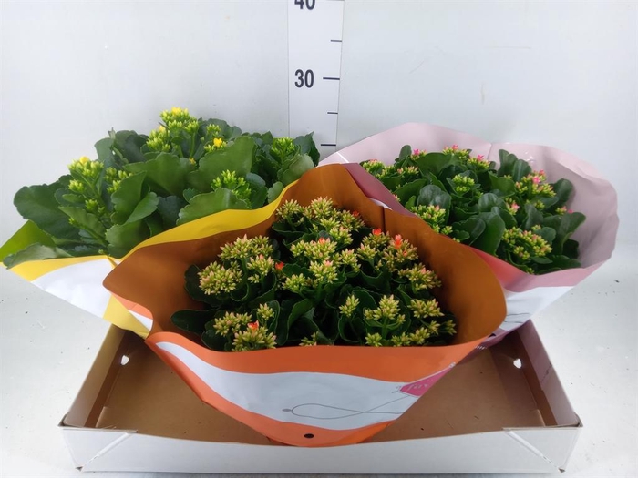 <h4>Kalanchoe blos.   ..mix 5</h4>