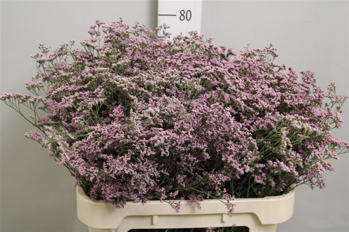 <h4>Lim Saf Oshi Pink</h4>