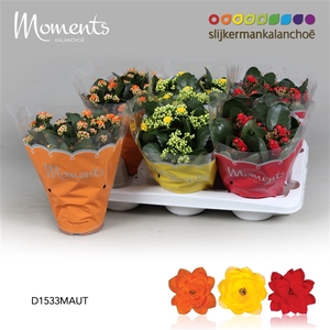Kalanchoe Moments - Autumn Moments