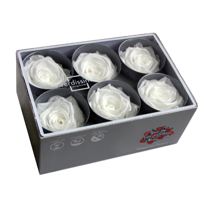 <h4>Rose standard wit</h4>